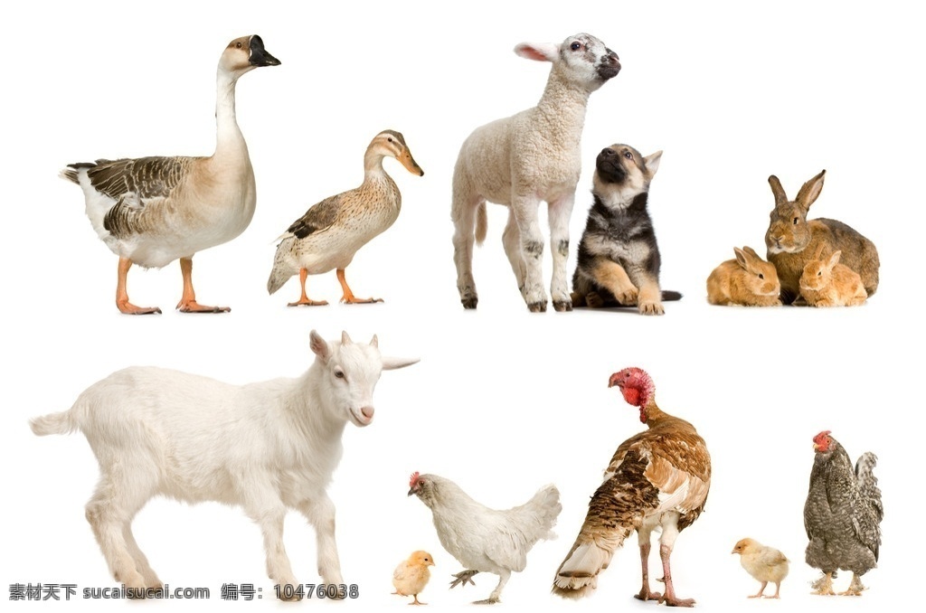 家畜照片 宠物 宠物狗 俏皮 可爱 高清 摄影照片 生物世界 家禽家畜