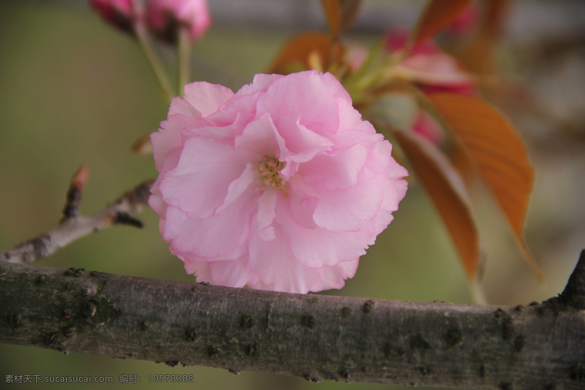 樱花特写 樱花 粉色 春天 烂漫 盛开 路边的野花 生物世界 花草