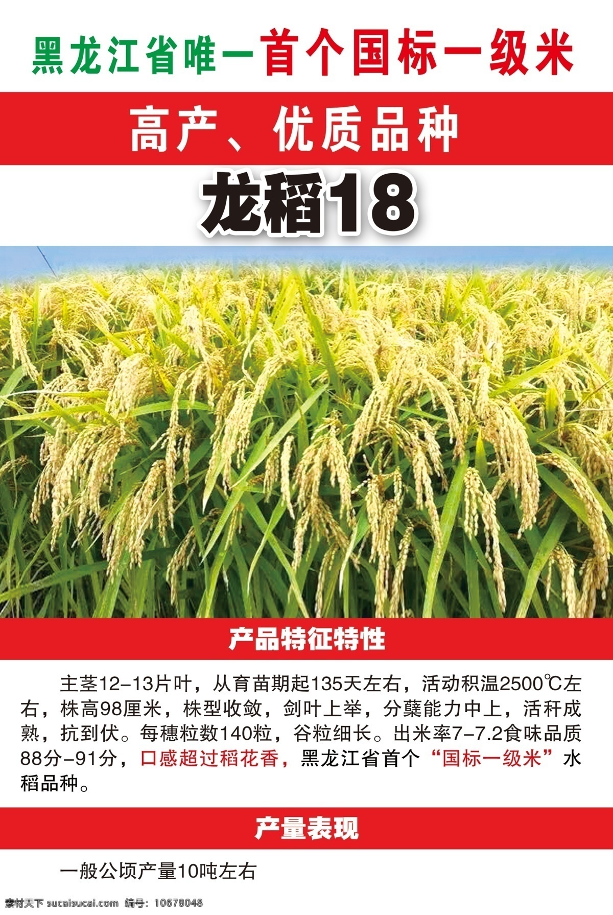 龙稻18 稻田 麦子 小麦 小稻 种子 农副产品 农业 稻子 大麦 植物 稻田地 茂密 大米 水稻 一级水稻 分层