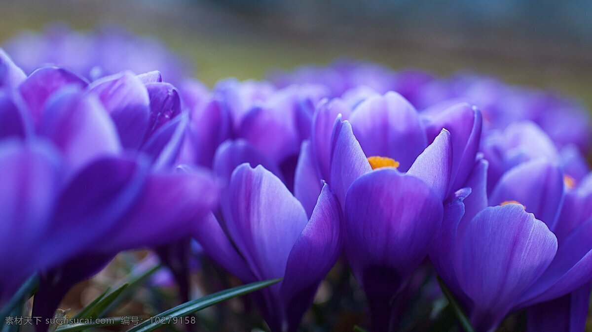 紫色 木兰花 高清 春天 花草 花朵 美丽