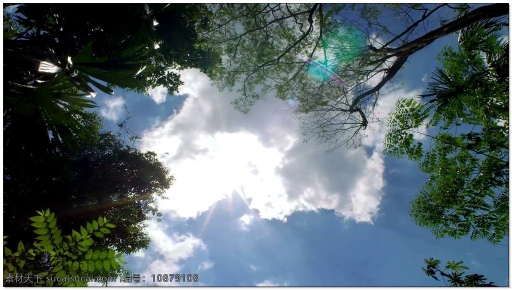 森林 动态 视频 天空 绿色 树木 视频素材 动态视频素材