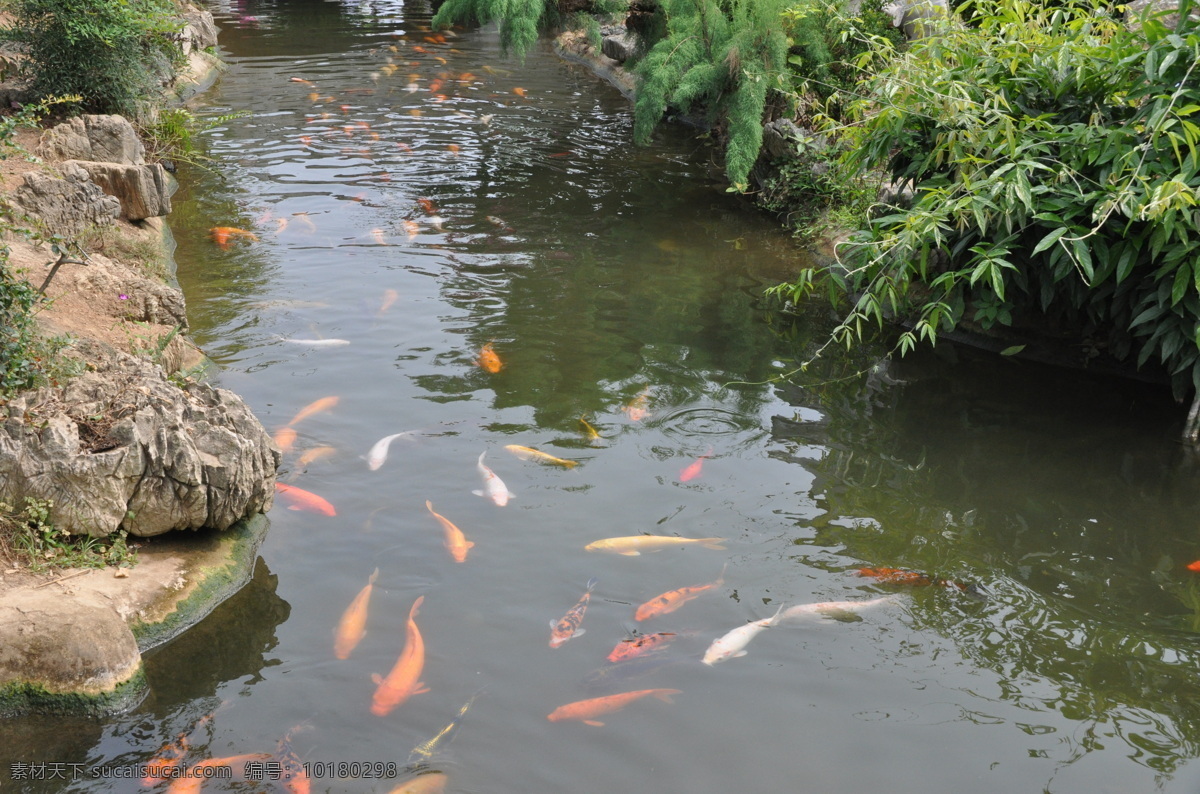 公园 里 锦鲤 高清 水流 溪流 鱼类 小河