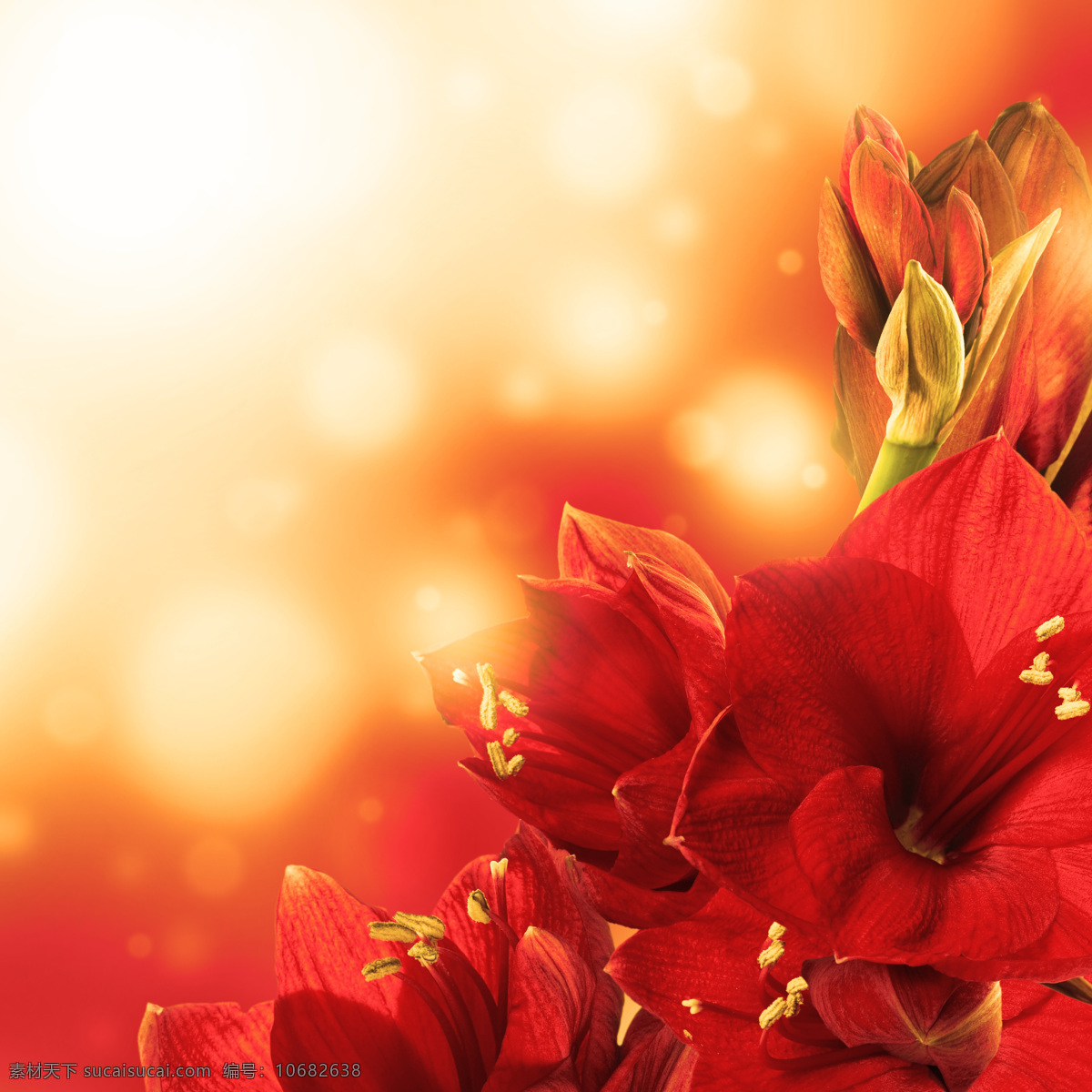 梦幻 光斑 红色 鲜花 背景 红色鲜花 鲜花背景 花朵 花卉 梦幻光斑 梦幻背景 漂亮鲜花 美丽鲜花 底纹边框 花草树木 生物世界