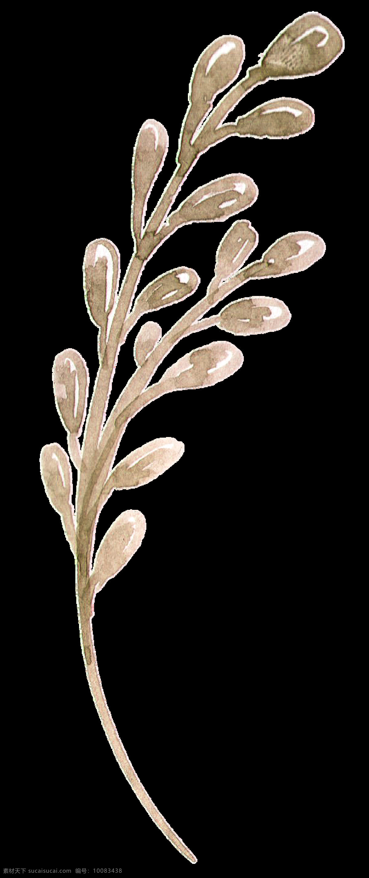 水滴 枝叶 卡通 透明 棕色 植物 透明素材 免扣素材 装饰图案