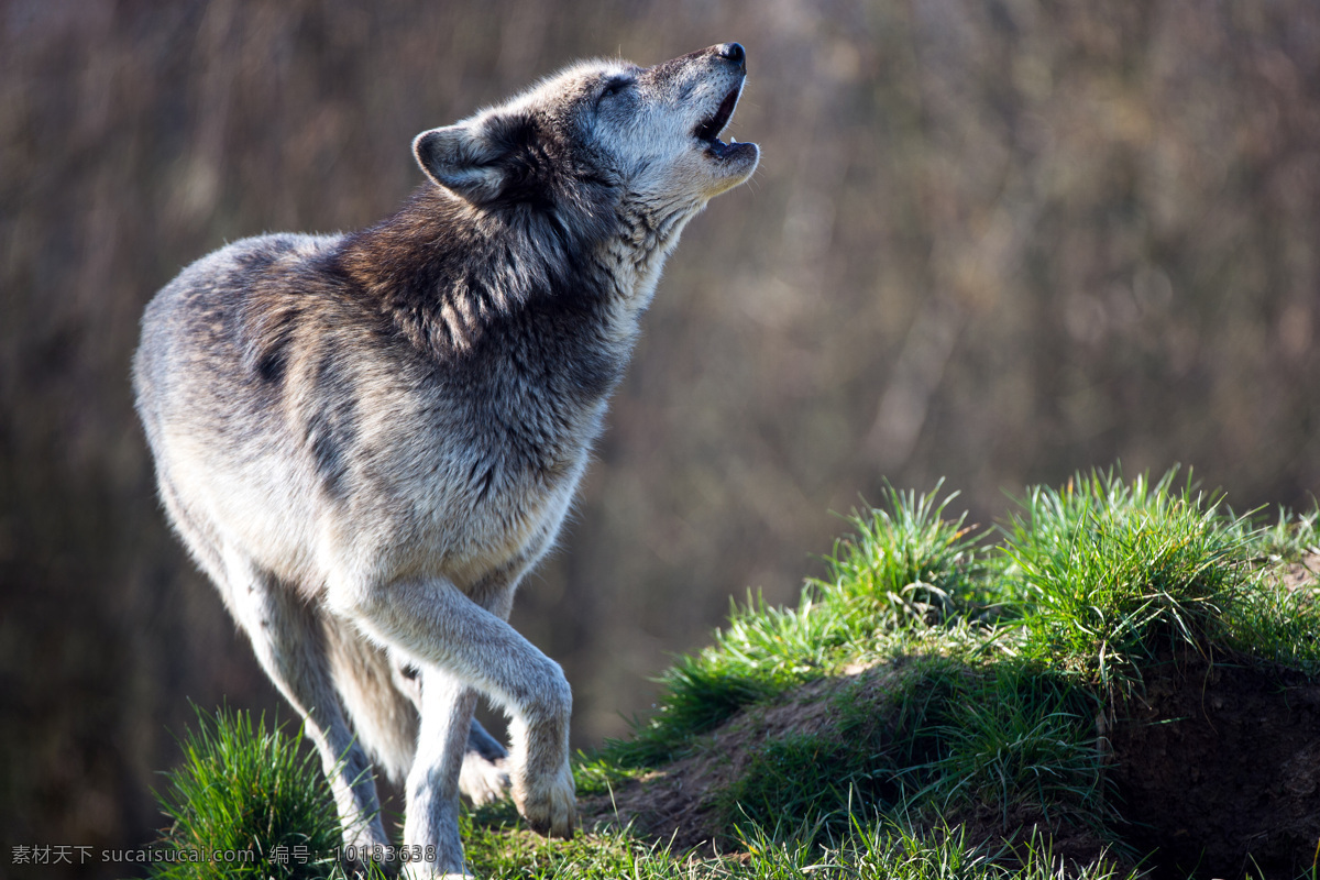 嚎叫 狼 嚎叫的狼 狼摄影 动物 动物世界 陆地动物 野生动物 生物世界