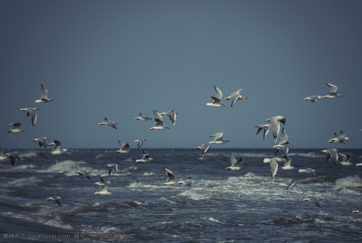 海面 上 飞翔 海鸥 天空 蓝天 大海 海浪 浪花 鸟 自然风光 其它类别 背景花边 其他风光 自然景观 黑色