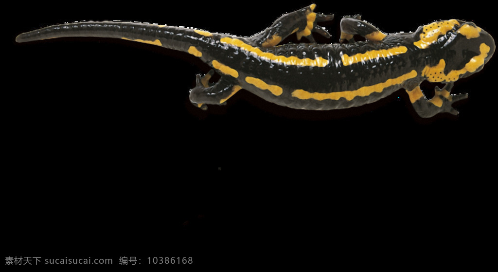 黄 点 斑纹 蜥蜴 免 抠 透明 爬行动物图片 四脚蛇