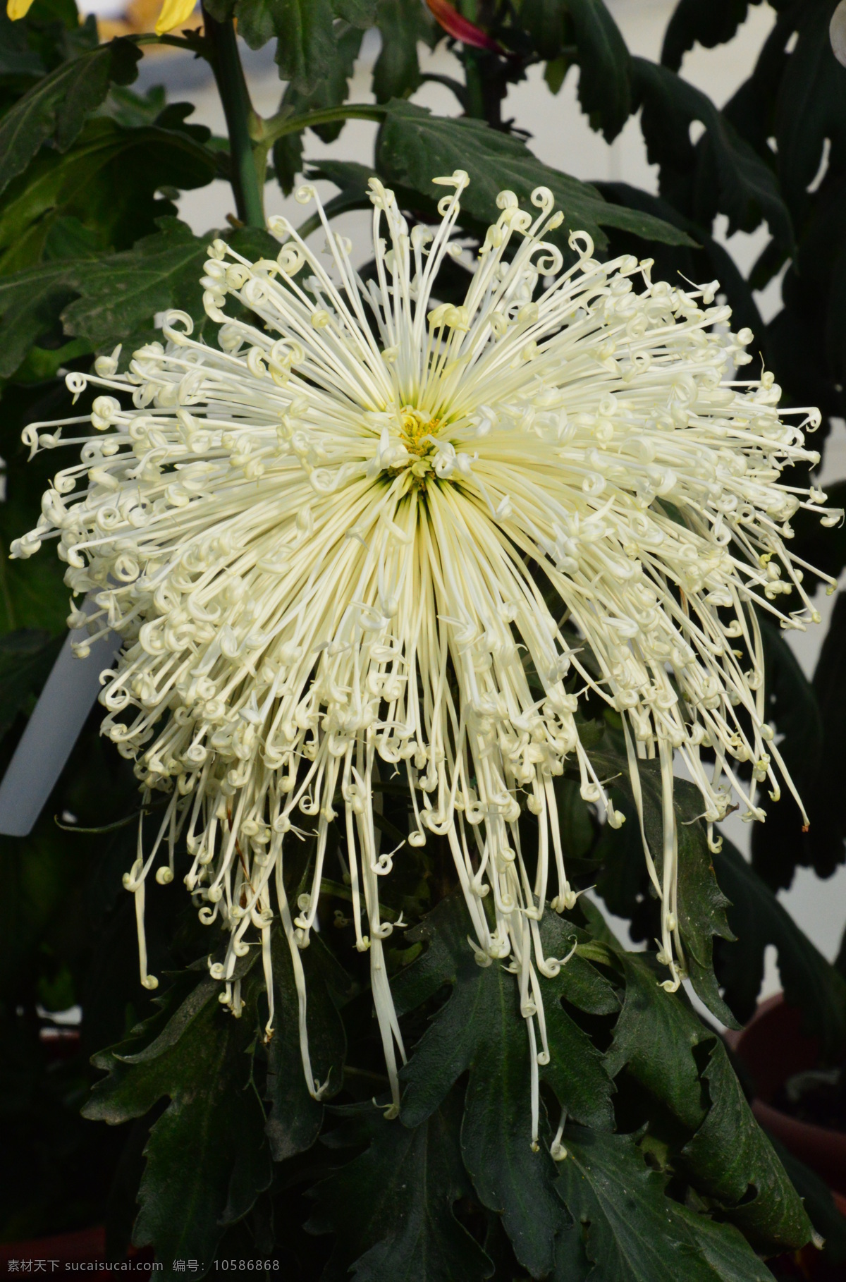 园林美景 黄华 秋菊 菊科花卉 花卉 花朵 花瓣 草花 绿化景观 植物 花儿 花蕊 观赏花卉 菊菊花 生物世界 花草