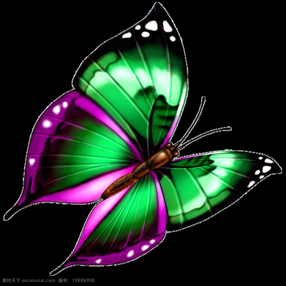 高清 唯美 多彩 蝴蝶 绿色蝴蝶 生动 形象