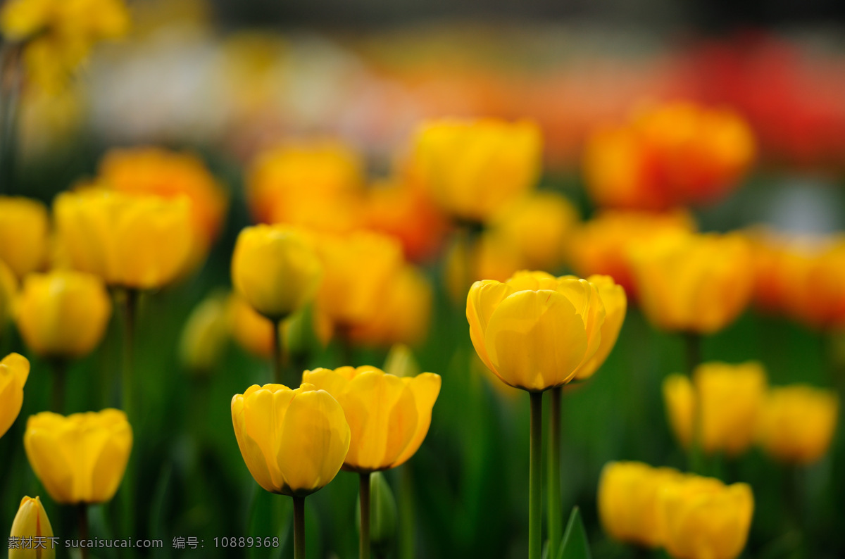 唯美 黄色 郁金香 高清 鲜花 花卉 花朵
