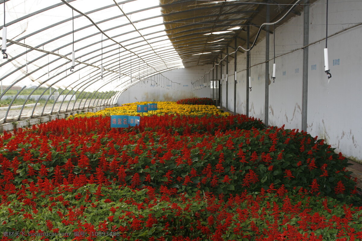 花卉种植 大棚 现代科技 大棚种植花卉 串红花 鸡冠花 科学种植花卉 农业生产 矢量图 日常生活
