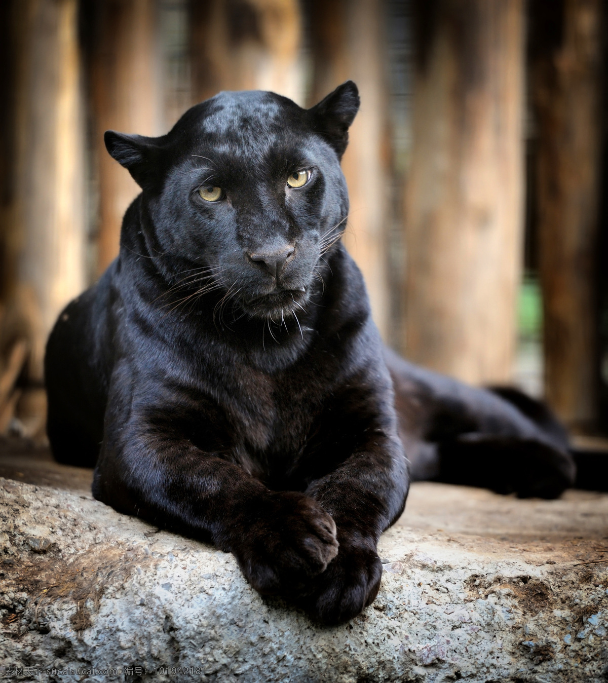 趴 黑豹子 趴着 动物 生物 野生动物 陆地动物 生物世界