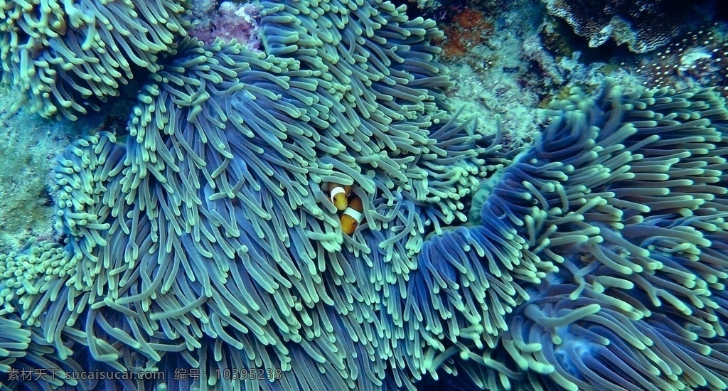 海洋生物 植物 奇妙 海洋 生物 大海 世界 鱼类 高清大图 背景大图 壁纸 背景壁纸 生物世界