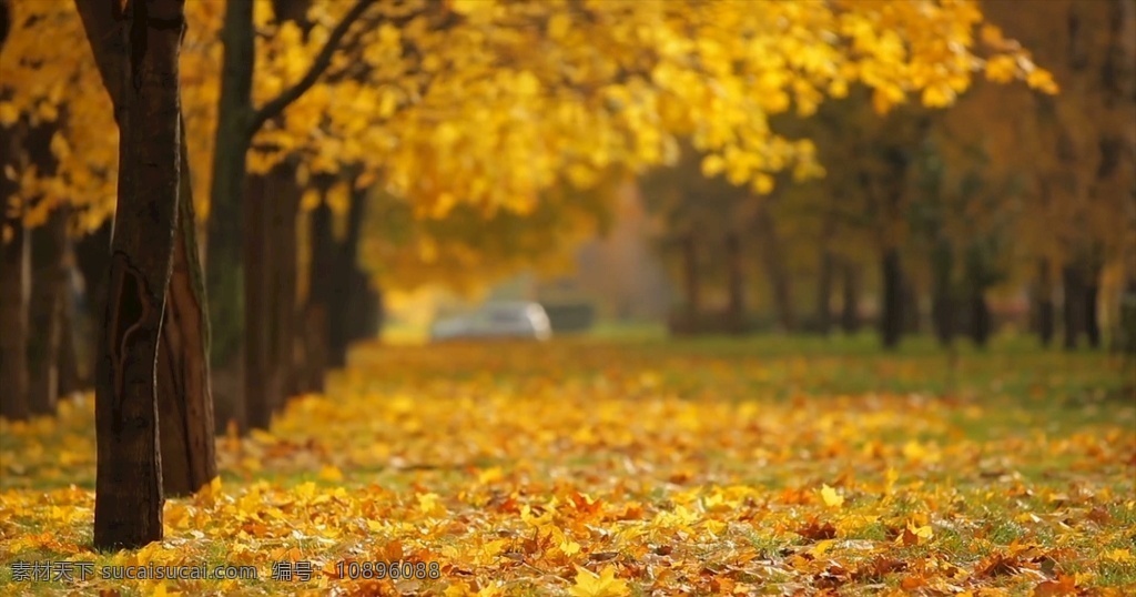 秋天 落叶 叶子 满地金黄 叶子实拍 实拍 植物 高清实拍 多媒体 实拍视频 动物植物 mp4