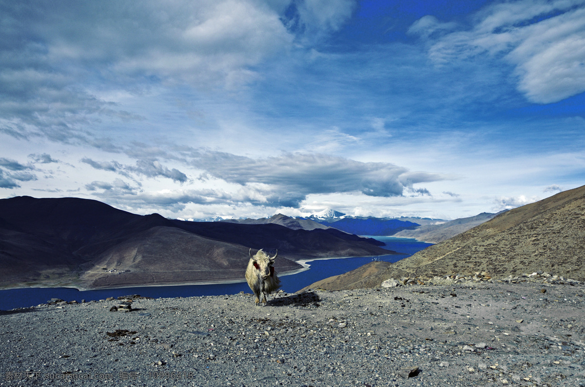 西藏风景 西藏 蓝天 天空 白云 云朵 土丘 山丘 秋天 秋色 秋季 秋景 牛 湖水 湖泊 风景摄影 风景名胜 自然景观