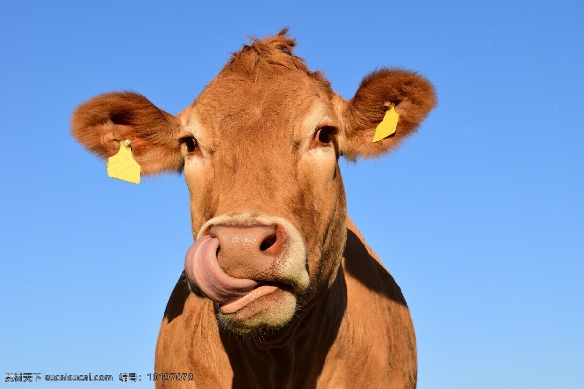 奶牛素材 奶牛 黄牛 牛 生物世界 家禽家畜 牛素材图片 动物类