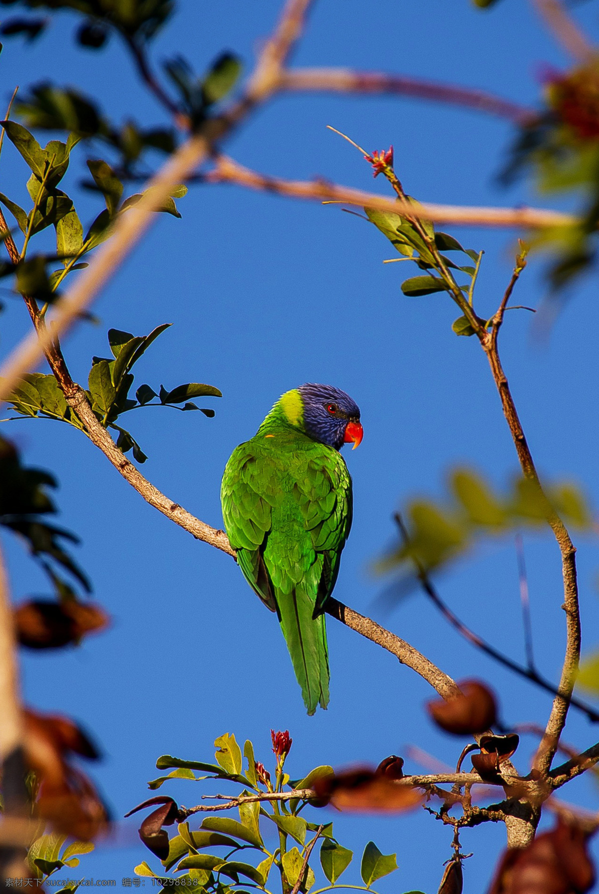 鹦哥 parrot 凤头鹦鹉 多彩羽毛 动物 鸟类 飞禽 宠物 羽毛艳丽