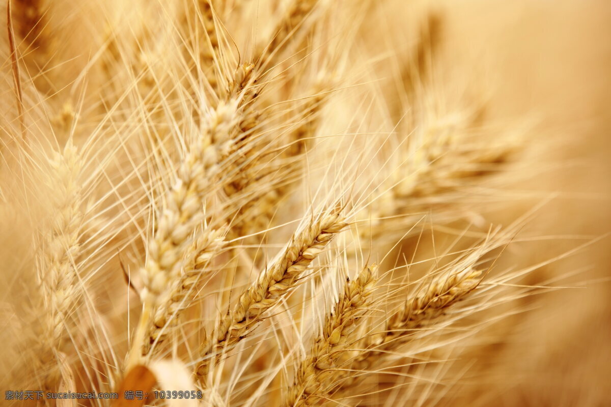 麦穗 小麦 麦子 农作物 谷物 庄稼