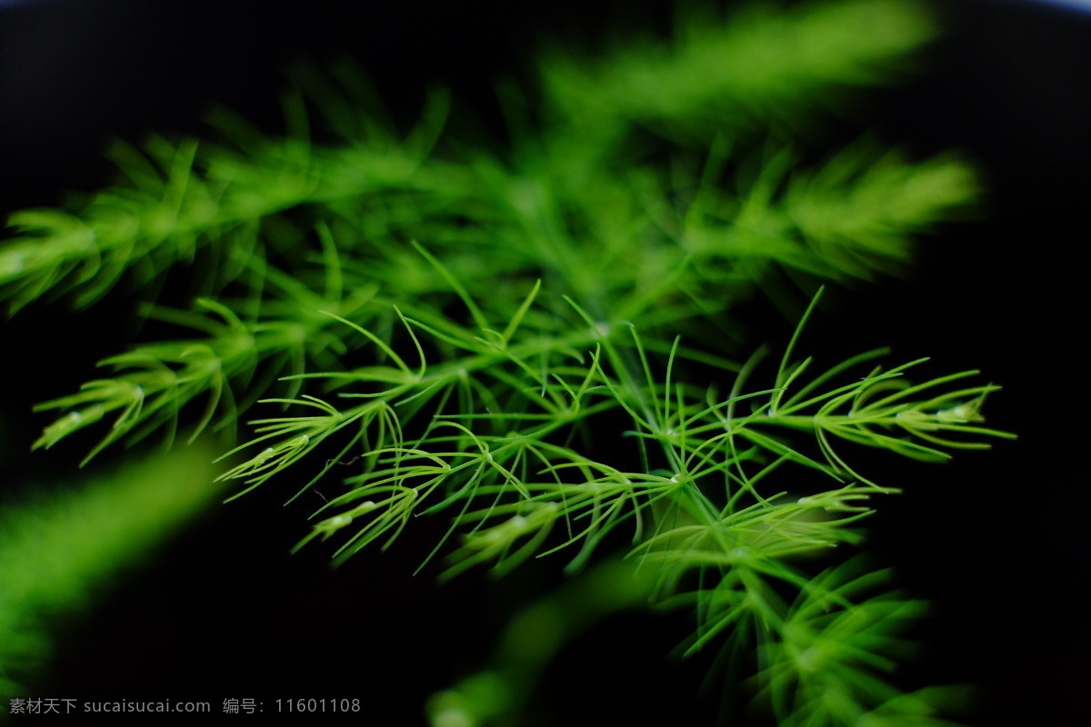 文竹 植物 微距 生态 绿色 盆景 绿植 生物世界 花草