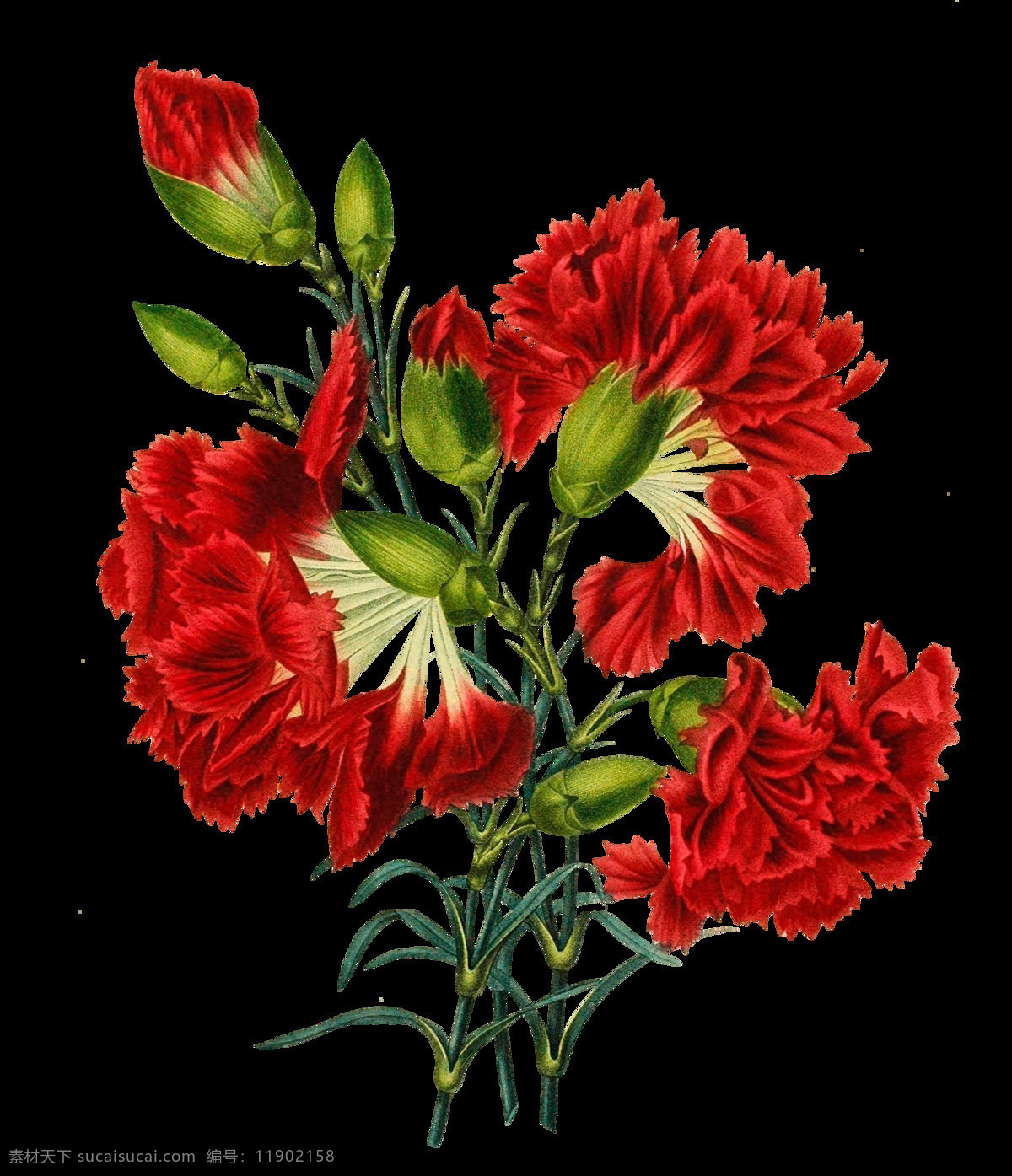 手绘 红色 鸡冠花 元素 花朵 红色花朵 植物 免抠