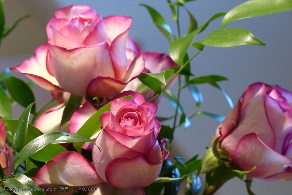 美丽 厄瓜多尔 玫瑰花 高清 玫瑰花图片 厄瓜多尔玫瑰 粉色花朵 粉玫瑰