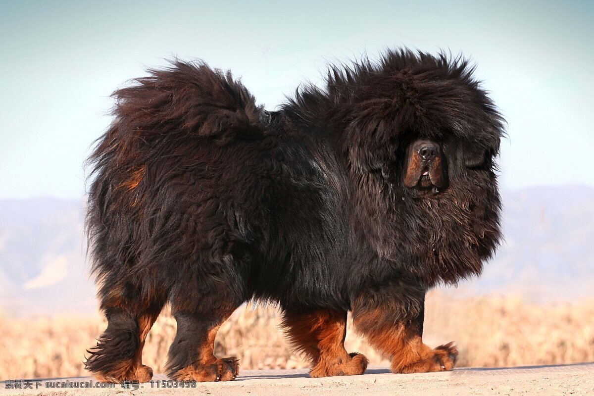 中华 藏獒 动物 狗 奢侈品 生物世界 野生动物 中华藏獒 国宝 凶猛