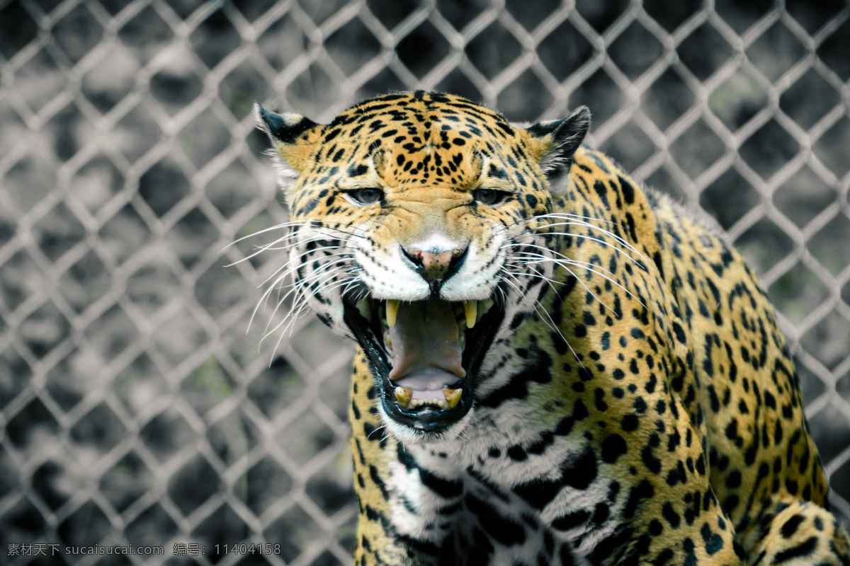 发怒的豹子 张开 嘴巴 豹子 发怒 凶猛 猎豹 野生动物 动物摄影 陆地动物 生物世界 黑色