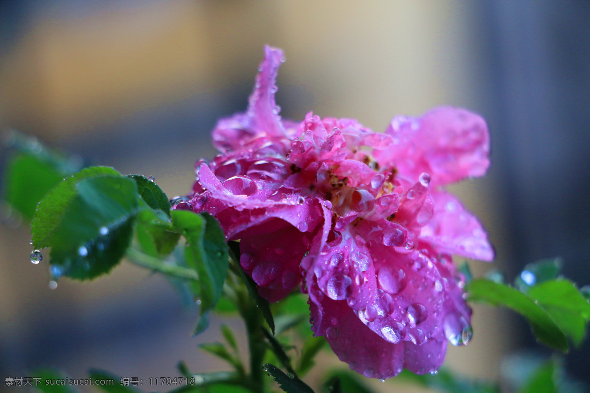 食用 玫瑰 雨后 玫瑰花 种植 生物世界 花草