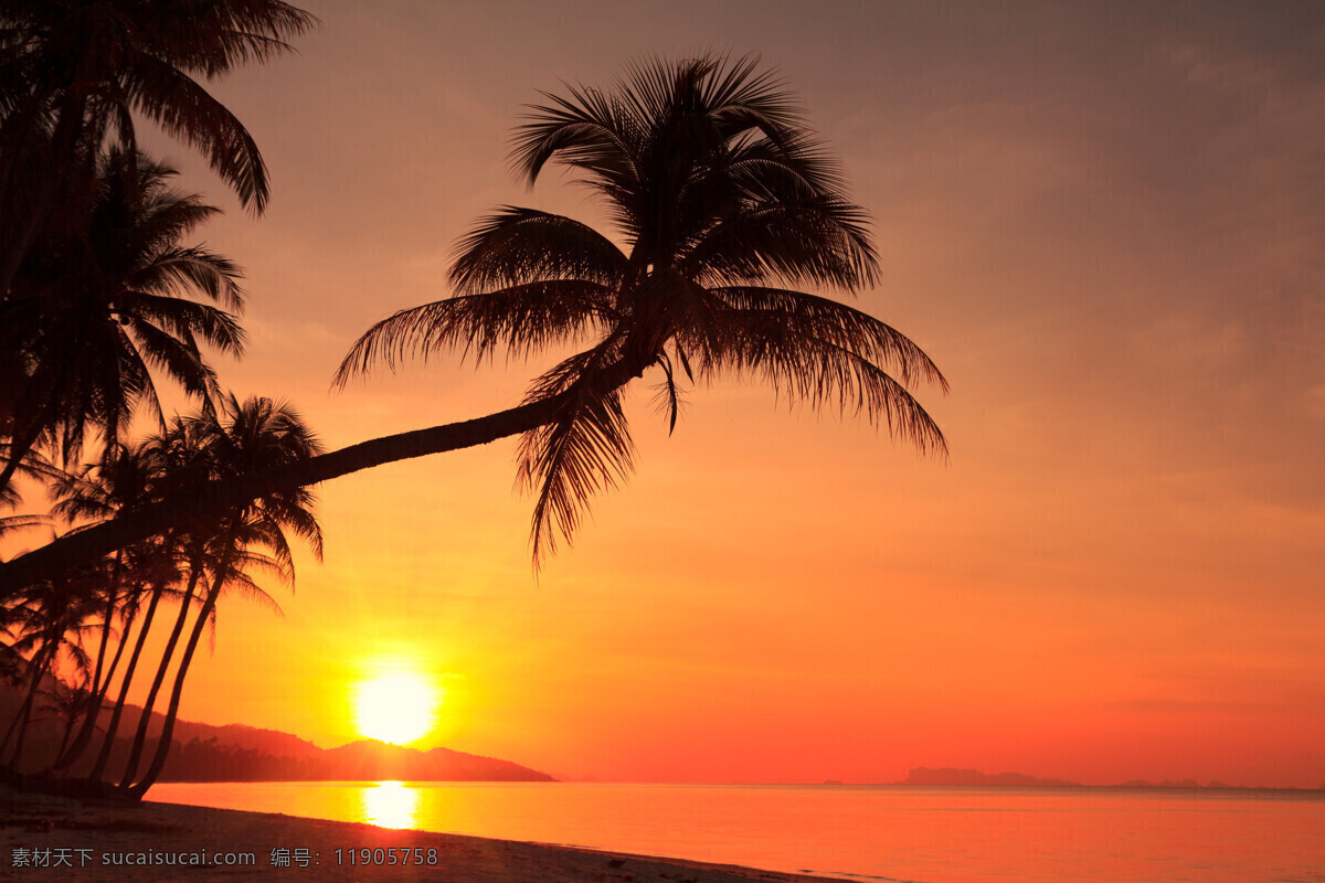 夕阳 黄昏 海滩 风景 海洋风景 夕阳美景 椰树 大海风景 美丽风景 风景摄影 海景 美丽景色 海洋海边 自然景观 橙色