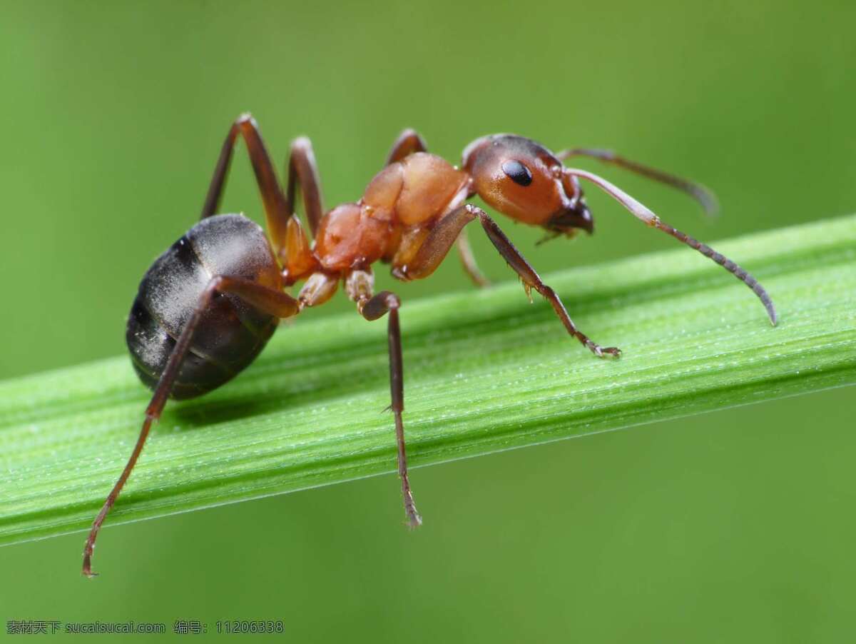 蚂蚁 ant 蚁 兵蚁 昆虫 生物世界 绿色