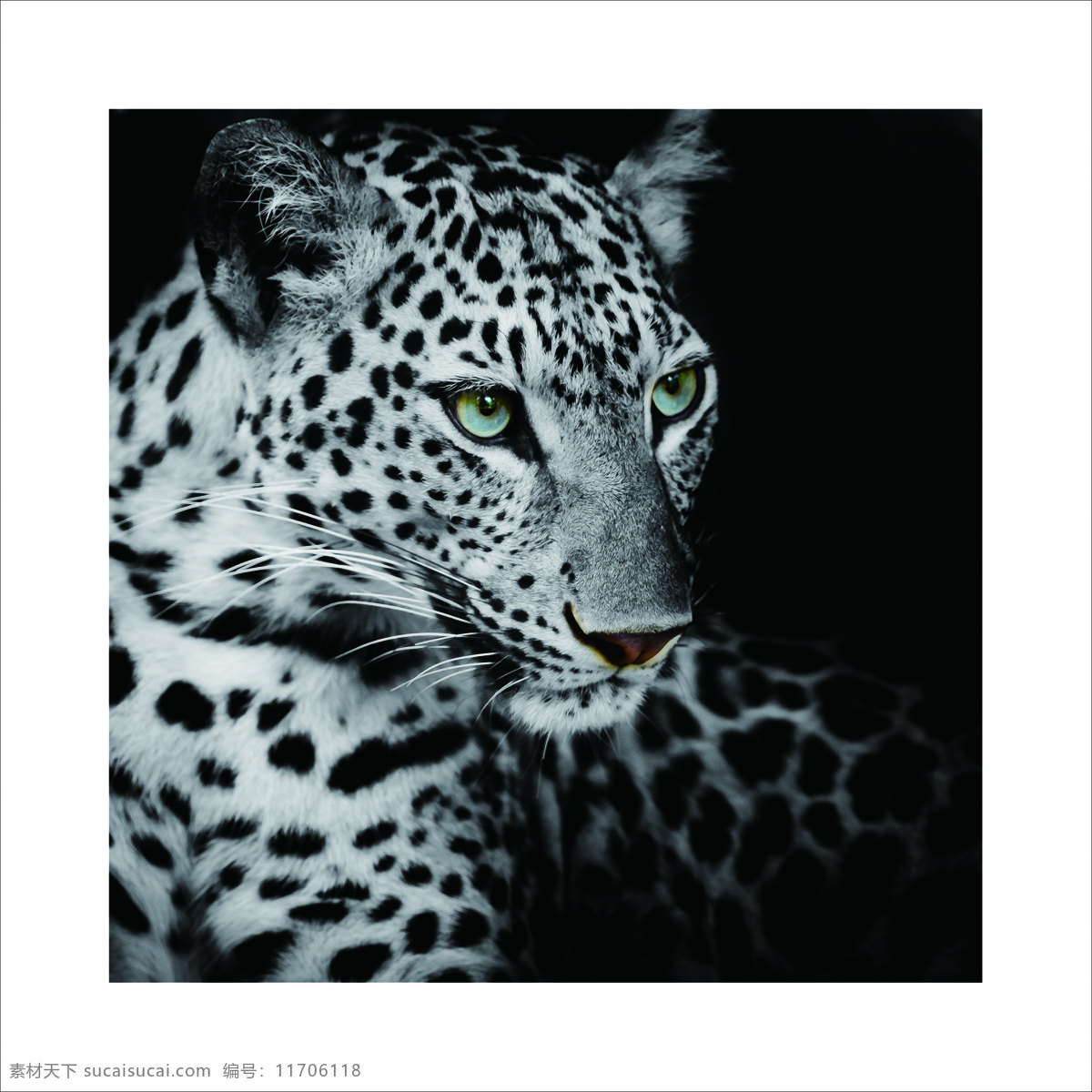 写实素描 黑白动物 豹 豹子 花豹 豹壁画 动物 夜间豹 生物世界 野生动物