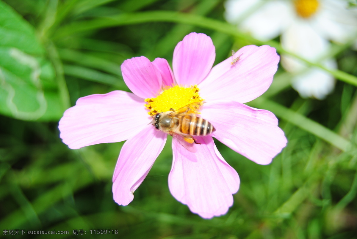 蜜蜂采花蜂 菊花 蜜蜂 绿叶 花径 树干 花朵 花草 生物世界