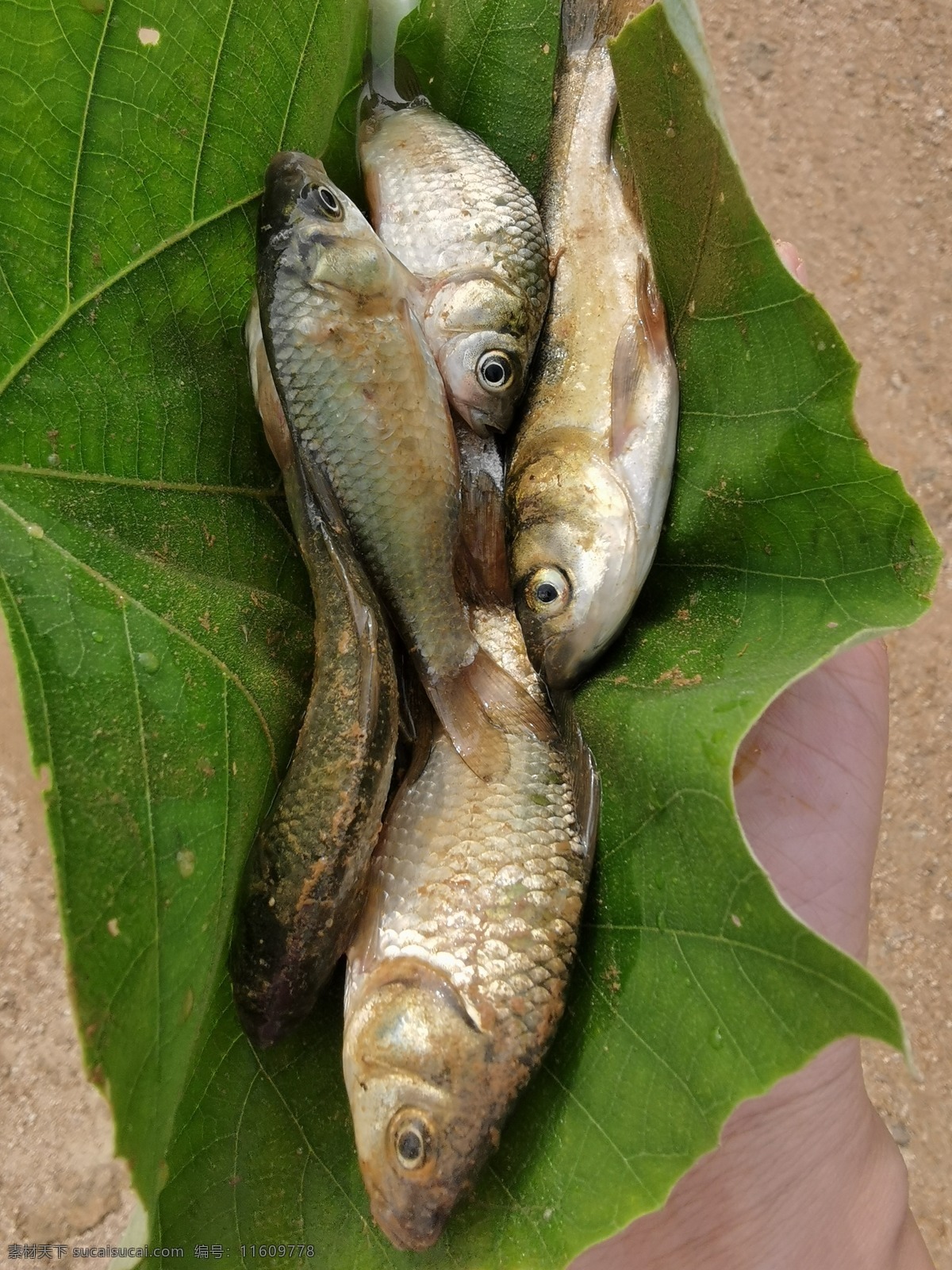 小鱼 鱼 喜头鱼 鲫鱼 鱼苗 食物 餐饮美食 传统美食