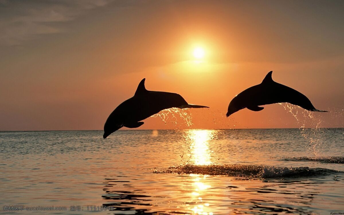 海豚 世界 大海 夕阳 海豚的世界 生物世界