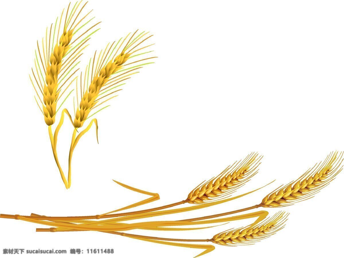 麦穗小麦图片 麦穗图片 小麦图片 麦穗 小麦 粮食 麦粒 面粉 面包 麦田 金黄麦田 丰收 麦地 田园风光 美食类 餐饮美食 食物原料