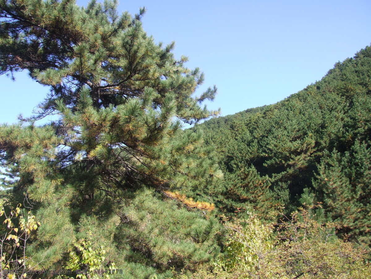 山林风景 山林 树木 山间小路 秋景 林场 郊游摄影 自然景观 自然风景