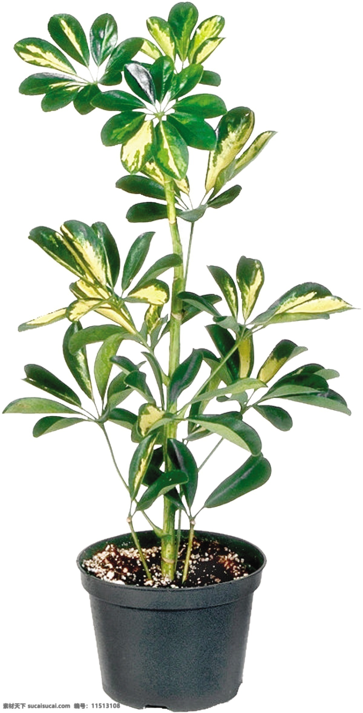 盆栽花卉 花卉 植物 盆栽 花木 花草 psd素材 设计素材 源文件库