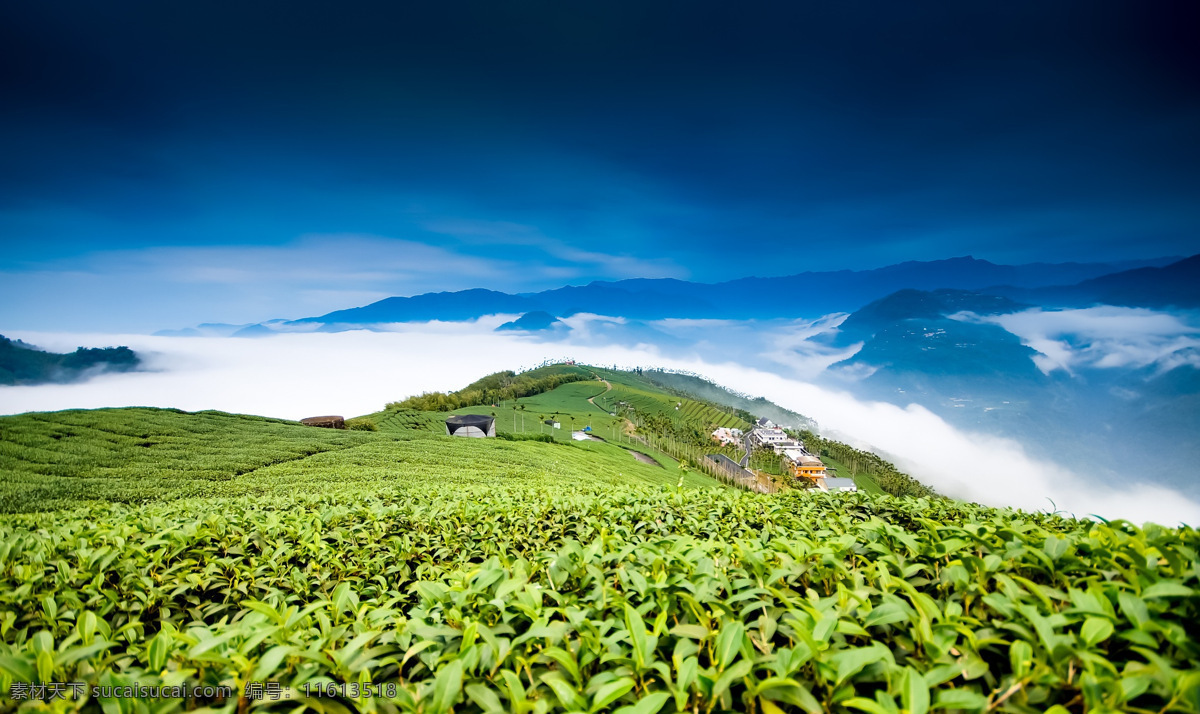 茶园 采茶 茶叶 天空 房屋 自然景观 田园风光
