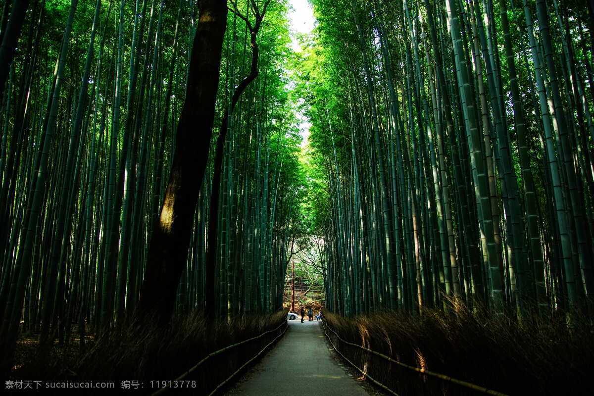 竹子4 竹林 竹子 竹叶 竹木 树木 绿色 道路 自然景观 自然风景