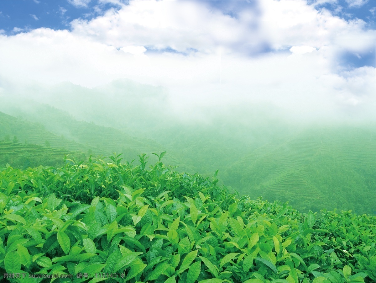 分层 白云 茶 茶山 茶叶 茶园 风景 蓝天 下 模板下载 绿色 源文件 psd源文件 餐饮素材