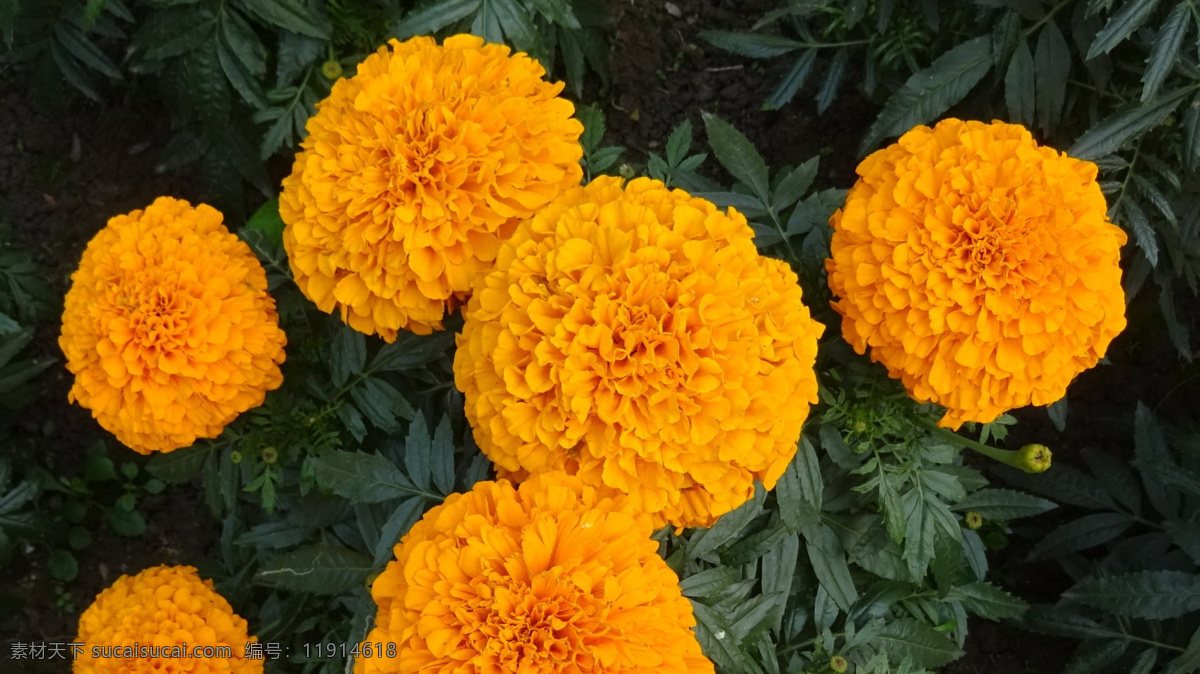 万寿菊 菊花 秋菊 花朵 花卉 花语 花艺 生物世界 花草