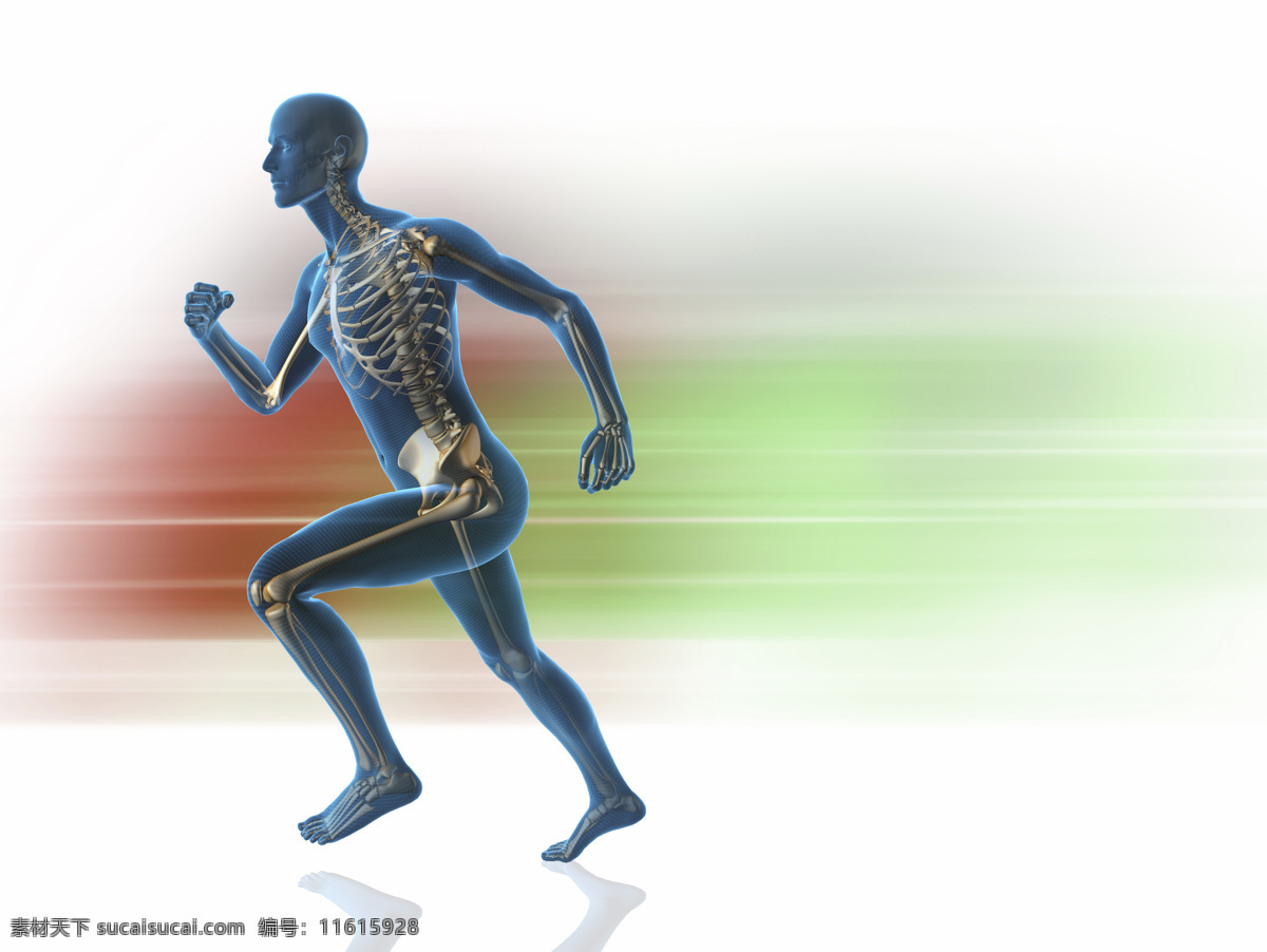 奔跑 时 男性 骨骼 示意 人体器官 人体骨骼 骨骼结构 医学科技 医疗科技 人体结构 ct 人体器官图 人物图片