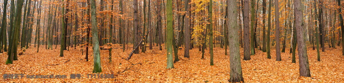 风景全景树林 树林 秋天 落叶 长幅风景 旅游摄影 自然风景 摄影图库