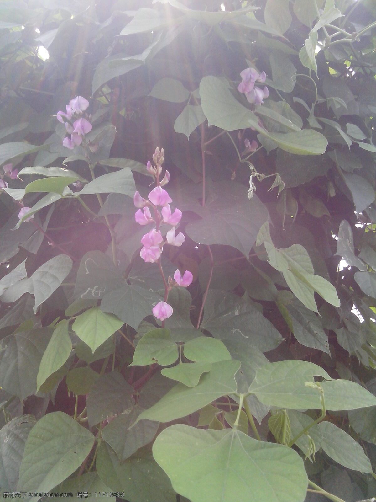 豆角 花 花朵 花开 绿色 农业 生机 生物世界 豆角花 长豆角花 长豆角 蔬菜 矢量图 日常生活