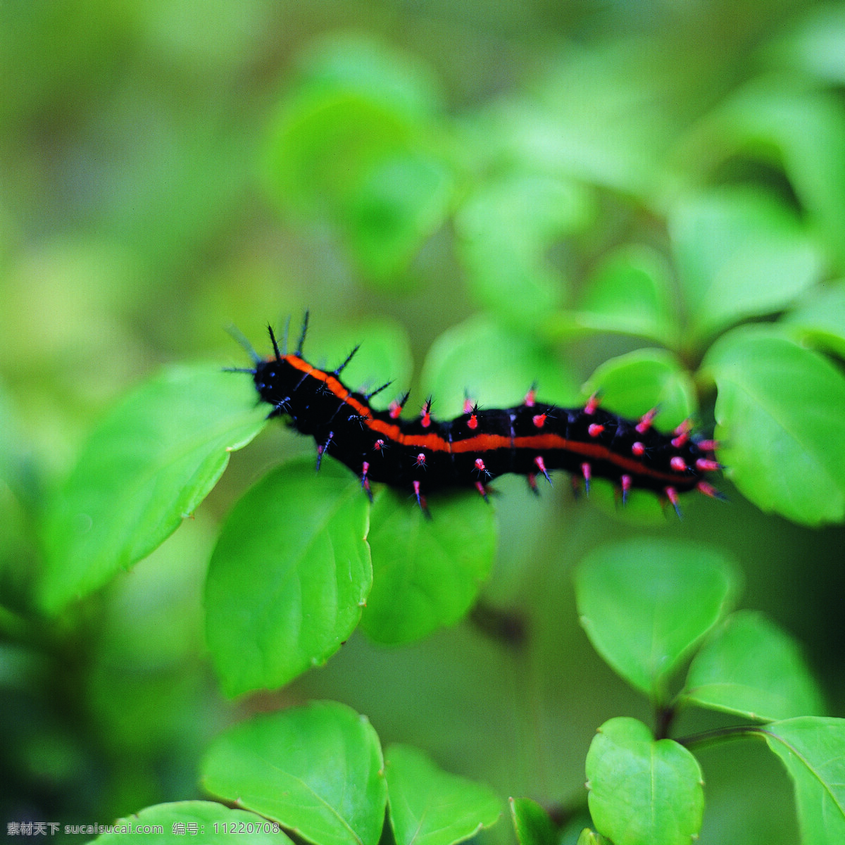 昆虫 物语 蝴蝶 昆虫物语 动物 植物 和谐 相处 生物世界