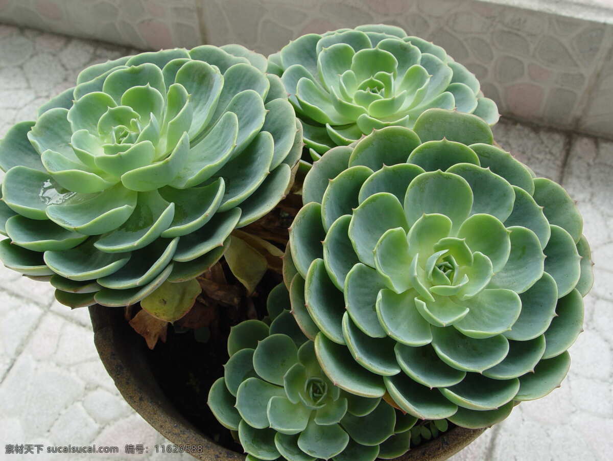 唯美 观音 莲 高清 花草 多肉 植物 盆栽 小草