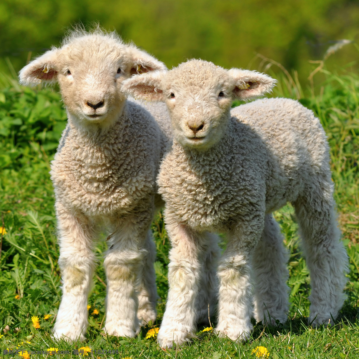 草地 上 两个 羊羔 可爱 动物 宠物 陆地动物 生物世界