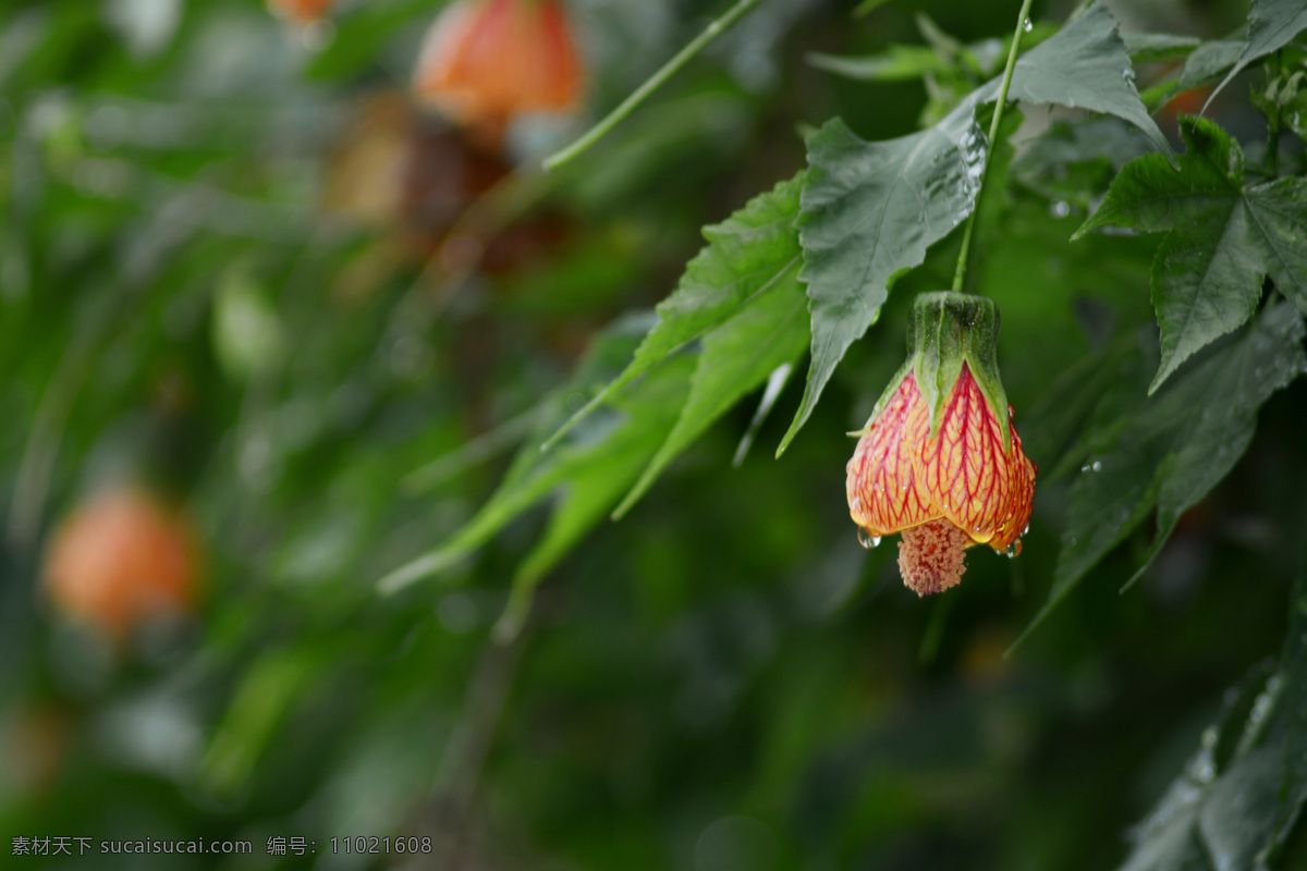 盛开 中 金铃 花