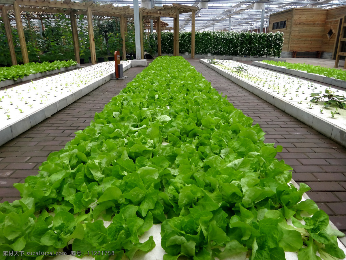有机菜园 菜园 绿色 野菜 田园 有机农业 农家 田园风光 自然景观