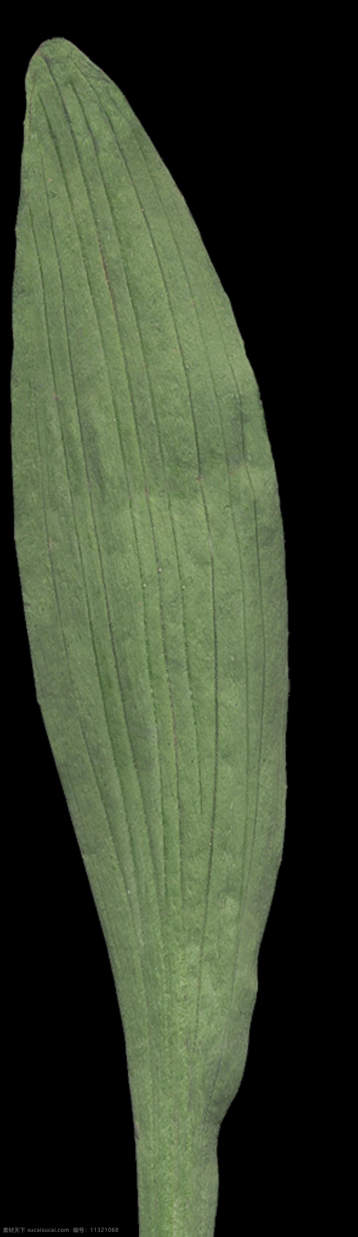 学校 树木 植物 3d 模型 灌木 花草 植物模型 室内绿化 花 环艺设计